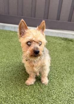 Waylon -  Yorkshire Terrier Dog for Adoption in Mt. Juliet, Tennessee - Waylon | PetCurious