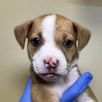Nobara -  Mixed Breed Dog for Adoption in Palm Springs, California - Nobara | PetCurious