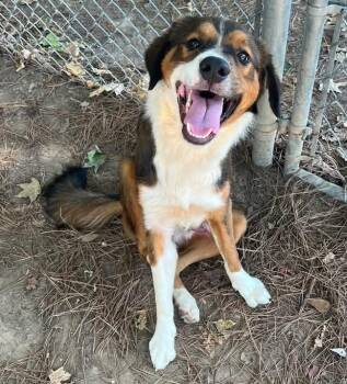 Baxter -  Border Collie Dog for Adoption in Little Rock, Arkansas - Baxter | PetCurious