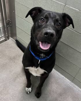 Rescue Labrador Retriever Dogs for Adoption in Novato, California - Bodhi | PetCurious