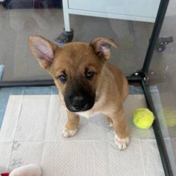 Claire -  Mixed Breed Dog for Adoption in Bentonville, Arkansas - Claire | PetCurious
