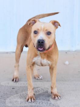 Wiley -  American Staffordshire Terrier Dog for Adoption in Houston, Texas - Wiley | PetCurious