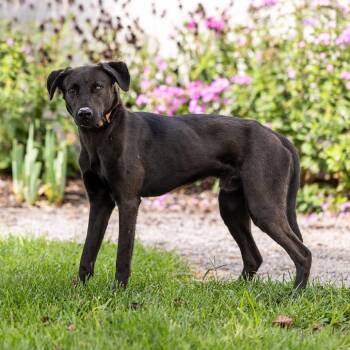 Tank -  Chesapeake Bay Retriever and Husky Dog for Adoption in Council Bluffs, Iowa - Tank | PetCurious