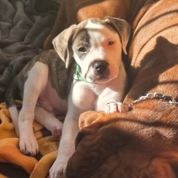 Lance -  Boxer Dog for Adoption in Patchogue, New York - Lance | PetCurious