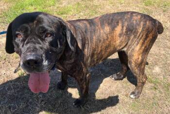 Mastiff Dogs Available for Adoption in Penngrove, California - Nonnie | PetCurious