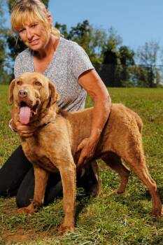 Chelsea -  Chesapeake Bay Retriever Dog for Adoption in Chester Springs, Pennsylvania - Chelsea | PetCurious