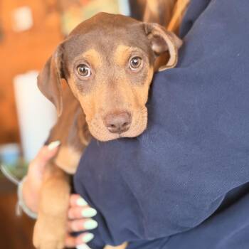 Doberman Pinscher and Hound Dogs Available for Adoption - Rita | PetCurious