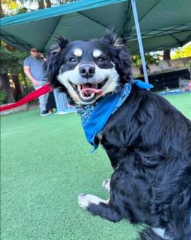 Chihuahua Dogs Available for Adoption in Stockton, California - FELIPE | PetCurious