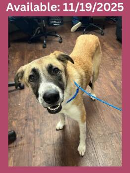 Rescue Labrador Retriever and Mixed Breed Dogs for Adoption in Greenville, Texas - Dog Kennel #22 Sunny | PetCurious