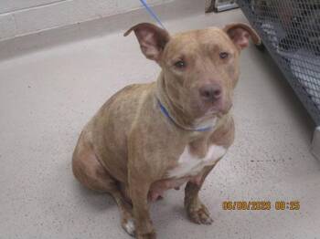 (506) -  Pit Bull Terrier Dog for Adoption in Marietta, Georgia - (506) | PetCurious