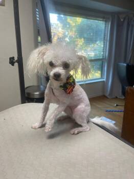 Rescue Maltese and Poodle Dogs for Adoption in Fresno, California - Nikki | PetCurious