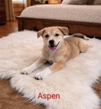 Labrador Retriever Dogs Available for Adoption in Manchester, Connecticut - Aspen | PetCurious