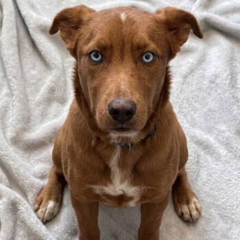 Husky Dogs Available for Adoption in South Elgin, Illinois - Clarabelle | PetCurious