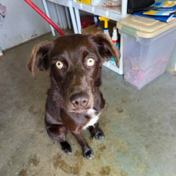 Australian Shepherd Dogs Available for Adoption in Pulaski, Tennessee - TNGC-Stray-1201 | PetCurious