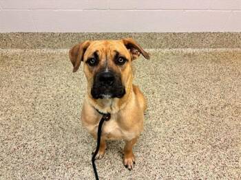 NALA -  Mastiff and Mixed Breed Dog for Adoption in Colorado Springs, Colorado - NALA | PetCurious