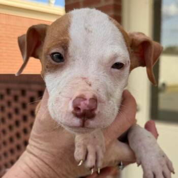 Pit Bull Terrier Dogs Available for Adoption in Mount Vernon, Arkansas - Peanut | PetCurious