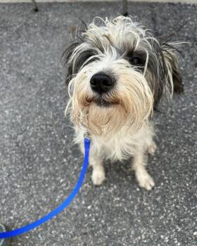 Schnauzer Dogs Available for Adoption in Winchester, Connecticut - Cannoli | PetCurious