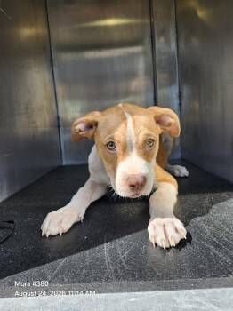 PUMBAA -  American Staffordshire Terrier Dog for Adoption in San Antonio, Texas - PUMBAA | PetCurious