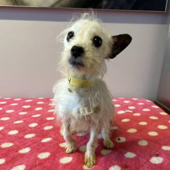 IVHS-Stray-141564 -  Terrier Dog for Adoption in San Gabriel, California - IVHS-Stray-141564 | PetCurious