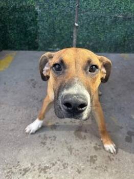 FATSO -  Pit Bull Terrier and Mixed Breed Dog for Adoption in El Paso, Texas - FATSO | PetCurious