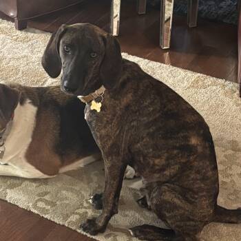 Rescue Plott Hound Dogs for Adoption in Columbia, South Carolina - Emily | PetCurious
