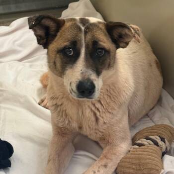 Cattle Dog and Mixed Breed Dogs Available for Adoption in Flagstaff, Arizona - Shauna | PetCurious