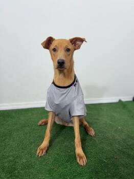 Vizsla and Labrador Retriever Dogs Available for Adoption - Cheeto | PetCurious