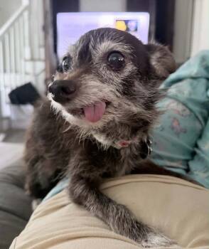 Lula -  Chihuahua and Poodle Dog for Adoption in Plantation, Florida - Lula | PetCurious