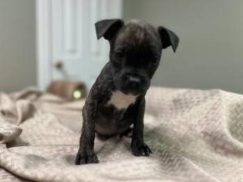 Pug and Chihuahua Dogs Available for Adoption - Paco | PetCurious