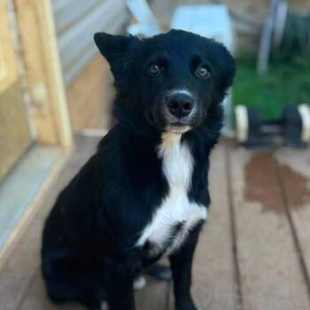 Arsenia -  Mixed Breed and Australian Shepherd Dog for Adoption in Fredericksburg, Virginia - Arsenia | PetCurious