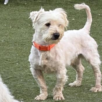West Highland White Terrier Westie and Maltese Dogs Available for Adoption - Alfie | PetCurious