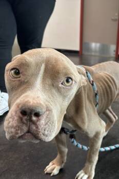 Rescue Mixed Breed Dogs for Adoption in Memphis, Tennessee - Minnie | PetCurious