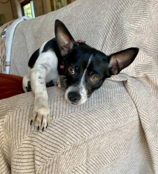 Rat Terrier Dogs Available for Adoption in Greenlawn, New York - Dominic | PetCurious