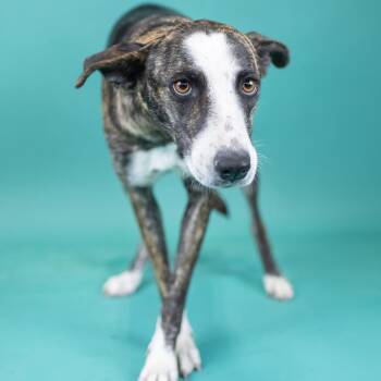Merlina -  Mixed Breed Dog for Adoption in Portland, Oregon - Merlina | PetCurious