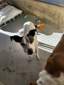 Rescue Mixed Breed Dogs for Adoption in Leander, Texas - Buddy* | PetCurious