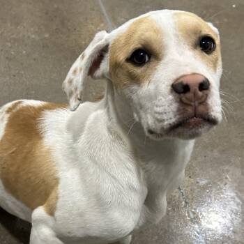 American Staffordshire Terrier Dogs Available for Adoption - Tula | PetCurious