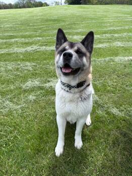 Zeke -  Akita Dog for Adoption in Kirksville, Missouri - Zeke | PetCurious