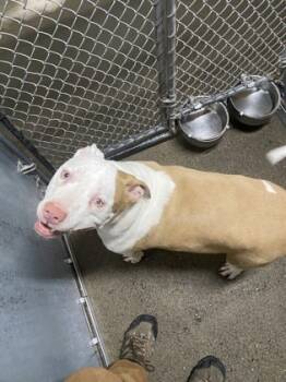 Rescue Pit Bull Terrier and Mixed Breed Dogs for Adoption in Roseville, California - Appa | PetCurious