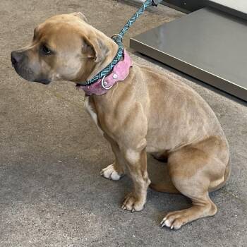 110158 -  Mixed Breed Dog for Adoption in Las Cruces, New Mexico - 110158 | PetCurious