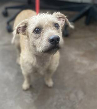 Mixed Breed Dogs Available for Adoption - PATTY | PetCurious