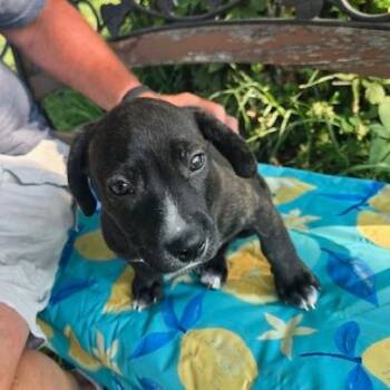 Xander -  Mixed Breed Dog for Adoption in Kansas City, Missouri - Xander | PetCurious