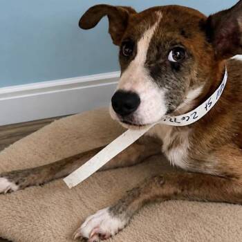 Sebastian -  Feist Dog for Adoption in Enterprise, Alabama - Sebastian | PetCurious