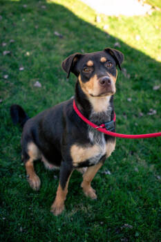 Rescue Mixed Breed Dogs for Adoption in Frankfort, New York - Dahlia | PetCurious