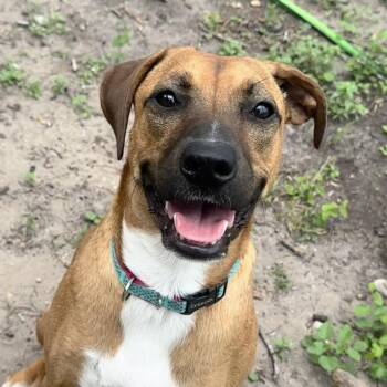 Boxer and Mixed Breed Dogs Available for Adoption in Corpus Christi, Texas - Maggie | PetCurious