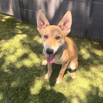 Wiley -  Shepherd and Mixed Breed Dog for Adoption in San Diego, California - Wiley | PetCurious