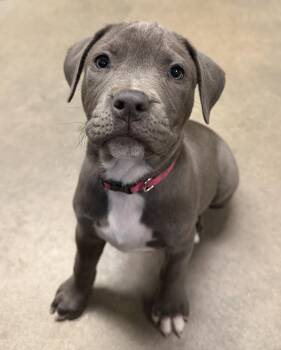Athena -  Pit Bull Terrier Dog for Adoption in Buena Vista, Colorado - Athena | PetCurious