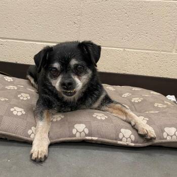 Peabody -  Mixed Breed Dog for Adoption in Memphis, Tennessee - Peabody | PetCurious