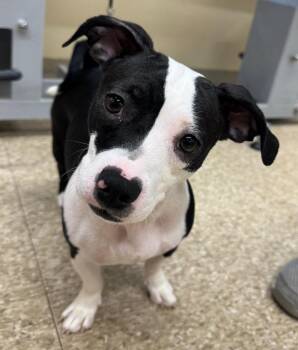 Nellie Mae -  Mixed Breed Dog for Adoption in Hamden, Connecticut - Nellie Mae | PetCurious