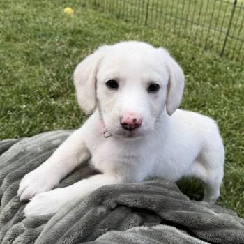 Allie -  Labrador Retriever and Beagle Dog Available for Adoption - Allie | PetCurious