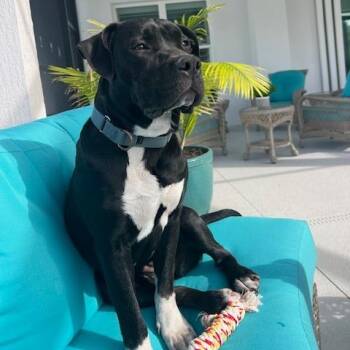 American Staffordshire Terrier Dogs Available for Adoption in Lake Panasoffkee, Florida - Lilly | PetCurious
